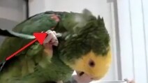 Al pappagallo prude il collo, ecco come risolve il problema