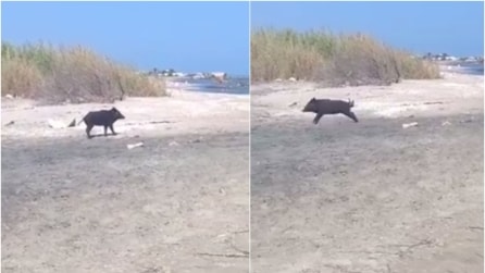 Barletta, cinghiale avvistato sulla spiaggia dai bagnanti