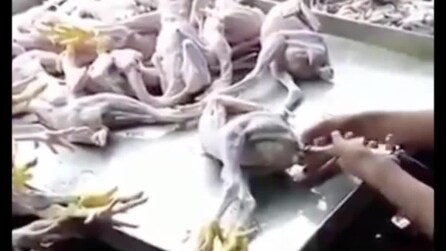 Polli "gonfiati" e ingrossati: ecco il tumbling