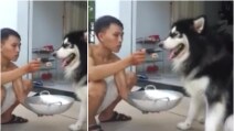 Imbocca il suo cane ammalato col cucchiaio come fosse suo figlio: le tenere immagini
