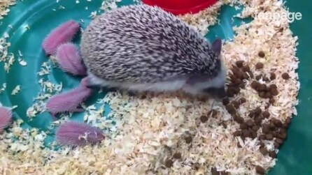 Mãe ouriço e seus filhotes: veja as imagens fofas
