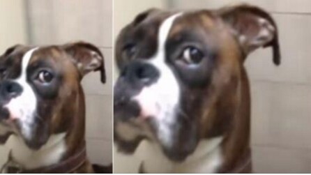 A hilária reação de traição de um cachorro que foi deixado no veterinário pelo seu dono