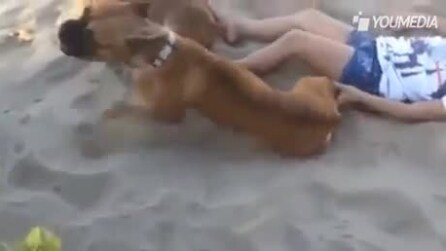 A dona provoca o cachorro deitado na areia e o filhote se vinga assim
