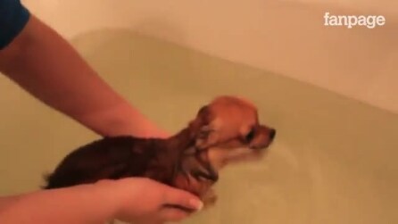 Eles vão colocá-lo na banheira: a reação de cachorro é muito fofa