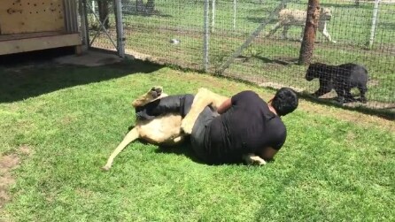 A leoa Kiara se reencontra com Adolfo, o homem que lhe salvou a vida: um encontro emocionante