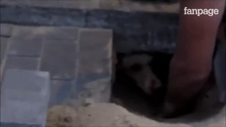 Cadela enterrada viva é resgatada por milagre