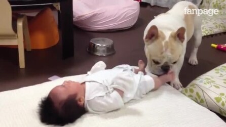 Bebê não para de chorar, mas veja o que acontece quando o cão se aproxima