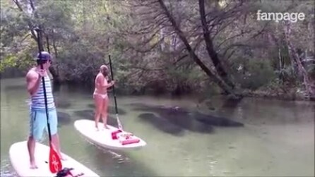 De pé em surf, algo grande passa sob eles. Veja o que acontece pouco depois