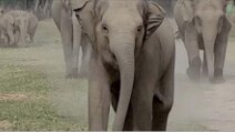 Quando il branco di elefanti vede l'uomo arrivare accade qualcosa di indescrivibile