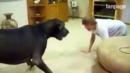 Ele brinca com seu cachorro, mas a reação do dogue alemão é fofa demais.