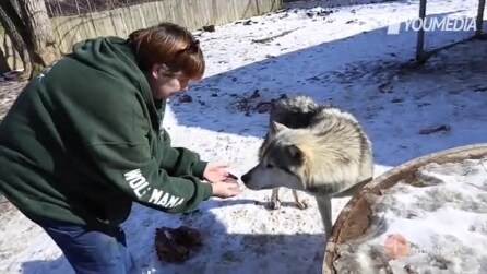 Mulher beija lobo: você não vai acreditar no que acontece em seguida