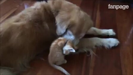 Gatinho quer brincar e a reação do cachorro é inesperada