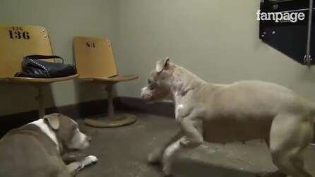 Cães de combate se reencontram: sua reação é incrível