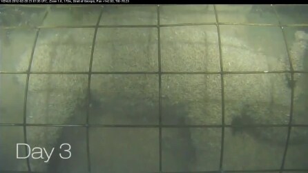 Cientistas jogam porco morto no oceano: veja o que acontece em poucos dias