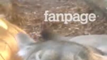 Veja toda a gratidão de um puma