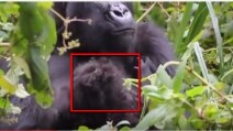 Mamma gorilla e i due gemellini: un concentrato di dolcezza