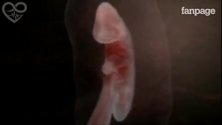 9 meses de gravidez em apenas 4 minutos: o maravilhoso processo da vida