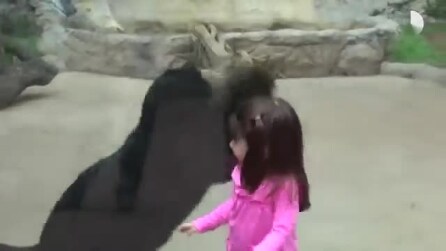 Pantera negra "ataca" menina no jardim zoológico: a reação da criança é muito fofa