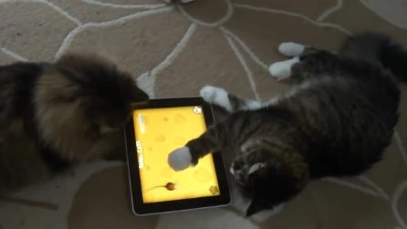 Il gatti tecnologici che giocano col tablet