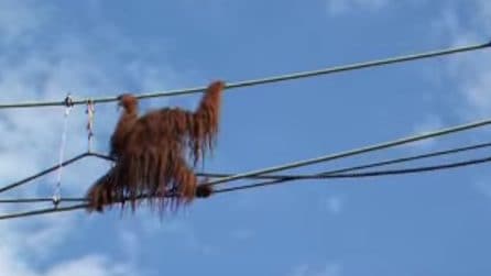 L'orango funambolo: cammina sulle funi e sorprende la folla