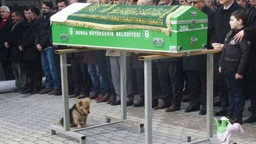 Il padrone muore, cane visita ogni giorno la sua tomba