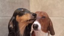 Fanno la doccia insieme, i due bassotti sono adorabili