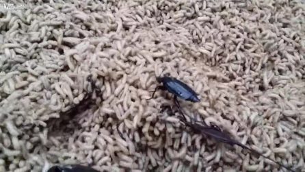 Trova la carcassa di un alce ma lo "spettacolo" è disgustoso: le larve sono ovunque