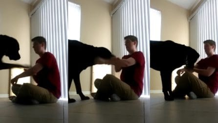 Il cane interrompe una crisi compulsiva: l'animale assiste la padrona con la sindrome di Asperger