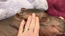 Ippopotamo nato prematuro coccolato allo zoo: un massaggio e poi l'ora della pappa