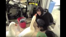 La "mamma" è tornata: ecco come la salutano le sue oche
