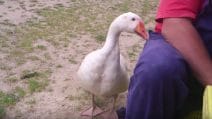 L'oca vuole le coccole: ecco come si fa capire dal padrone
