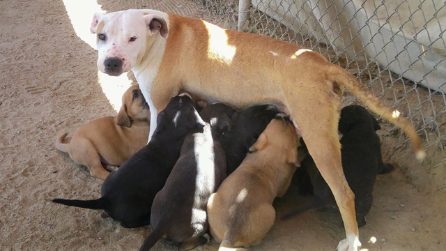 Betty è stata abbandonata, ma nasconde un segreto: la storia di questa cagnolina è incredibile