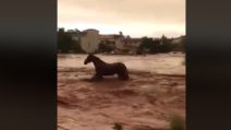 Le strade sono completamente allagate: cavallo scappa per salvare la propria vita