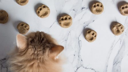 Cibo per gatti fatto in casa: la ricetta facile pronta in pochi minuti!