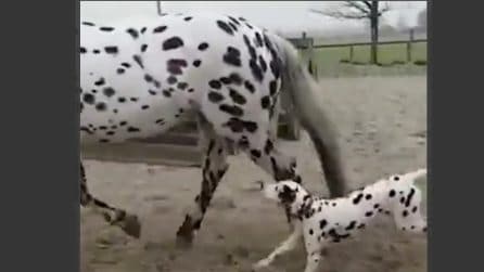 Attirato dal colore del pelo: il cane è convinto che il cavallo sia sua madre