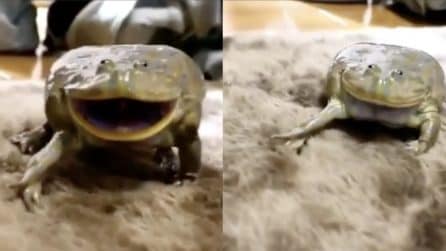 La rana lo guarda e ride: il bizzarro comportamento
