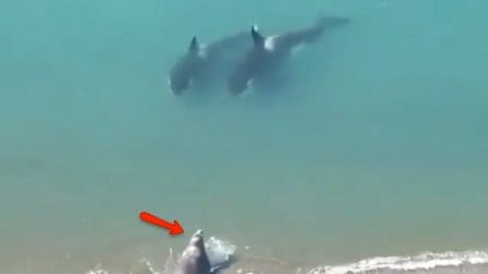 Momenti di terrore in mare: le due orche "puntano" la povera foca