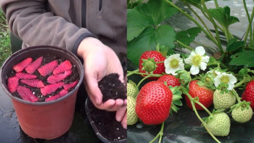 How to grow strawberries starting from the fruit: a brilliant idea
