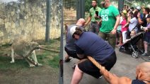 Tre wrestler contro una leonessa: la sfida vi lascerà senza parole