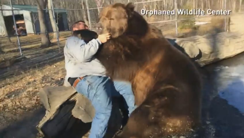 Attacchi Di Animali Feroci All Uomo Video
