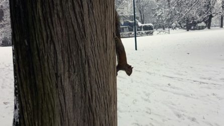 La magia di Milano sotto la neve, anche lo scoiattolo si diverte