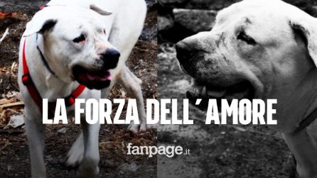 Joda, rapita 6 anni fa per partorire cuccioli scappa dai suoi aguzzini e torna dalla padrona