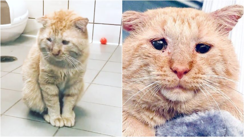 I Gatti Capiscono Se Sei Triste
