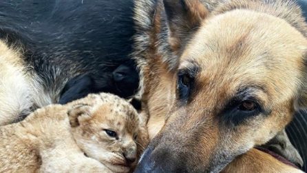 La cagnolina che adotta 2 cuccioli di leone e se ne prende cura come fossero suoi figli