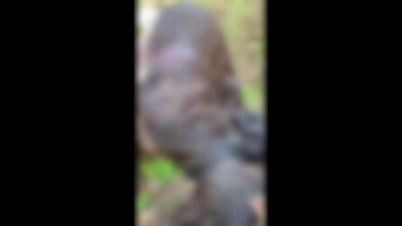 Le lacrime di Andrea Lo Cicero per la morte dell'asina Zaira, uccisa dai cacciatori