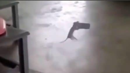 In casa spunta qualcosa di strano: il padrone riprende tutto