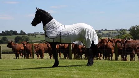 L'incontro tra un elegante e maestoso cavallo frisone e una mandria di buoi