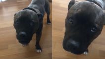 La padrona non vuole giocare con lui, l'espressione del cucciolo è irresistibile