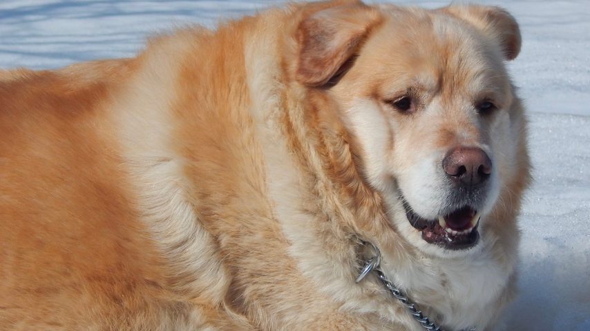 Di Che Razza è Il Cane Di Blanca