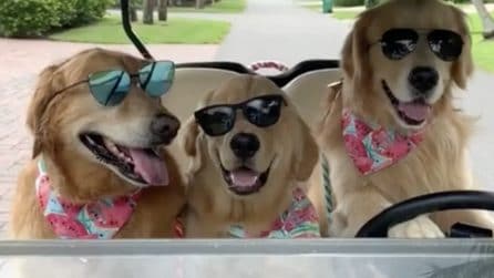 I tre Goldern Retriver più cool del mondo